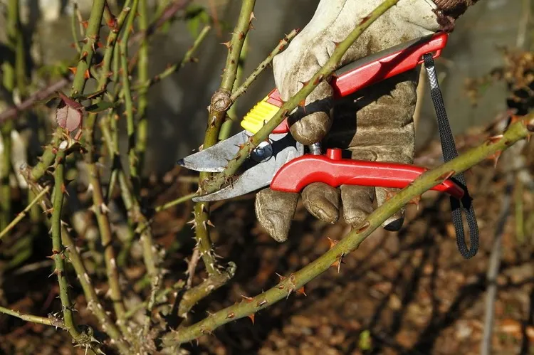 how do you trim rose bushes in the summer do roses need to be trimmed after the summer