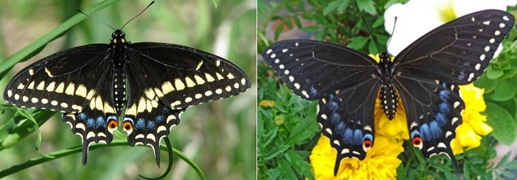 how to attract black swallowtail butterflies the difference between male and female