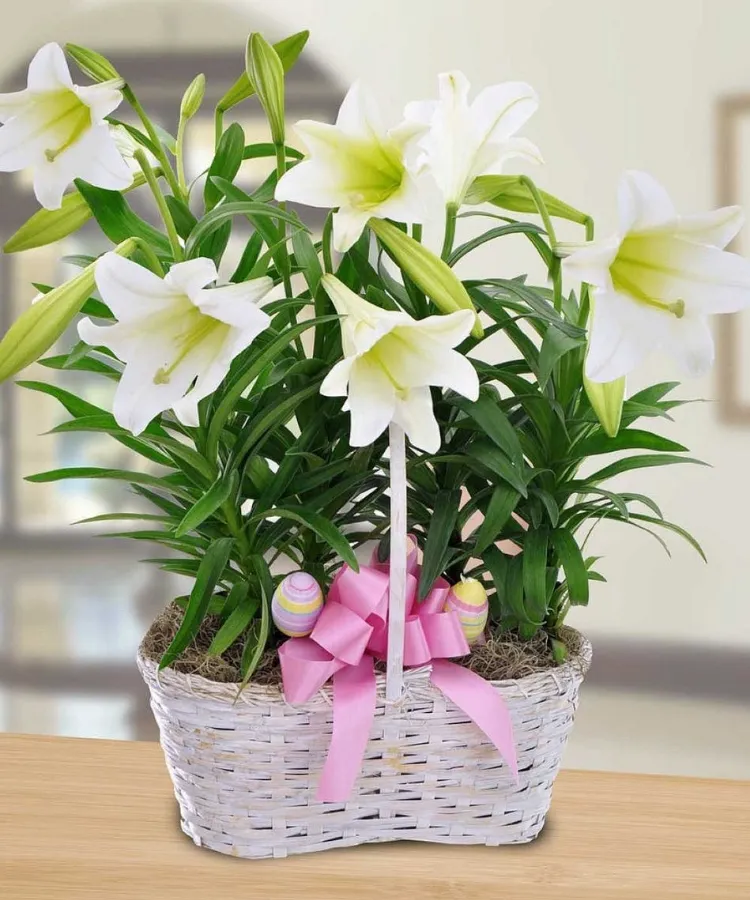 how to care for easter lilies it is common to see this plant in people’s houses around the easter period this doesn’t mean that you can’t enjoy it after the holiday has passed