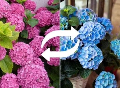 how to change hydrangea color to blue turn the pink color into blue one in one step