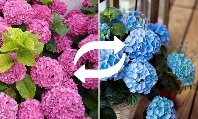how to change hydrangea color to blue turn the pink color into blue one in one step