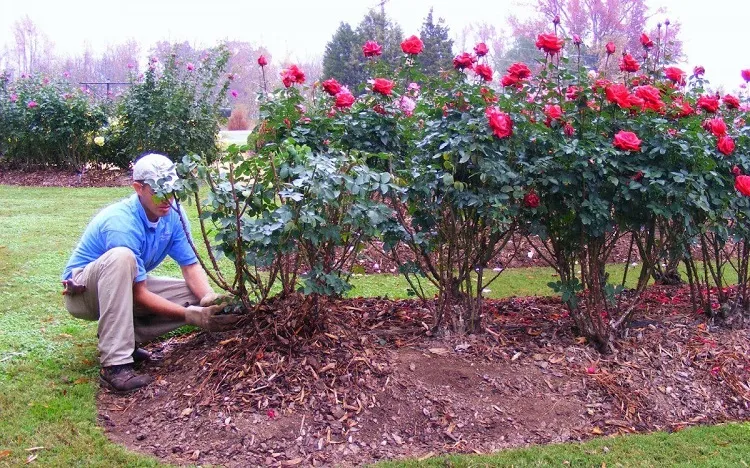 how to cut back overgrown rose bushes in summer remove all the too lowng branches