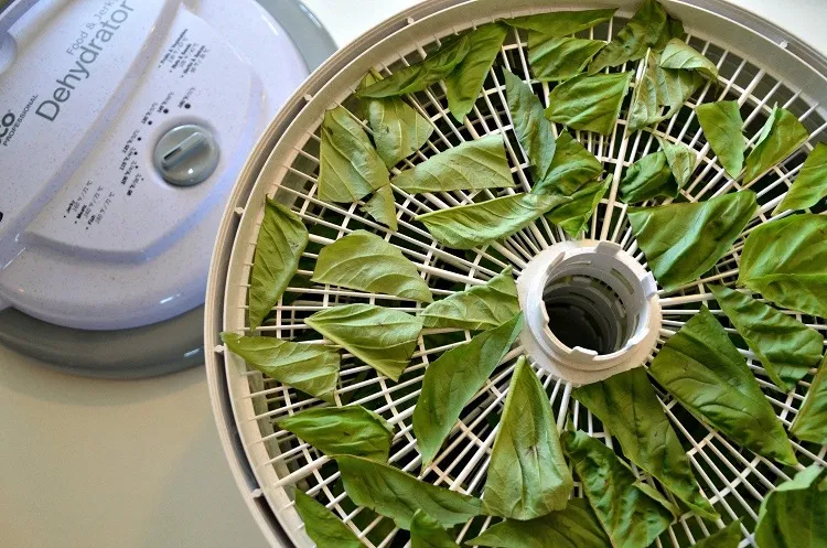 how to dry basil leaves in a dehydrator spread the leaves on single layer