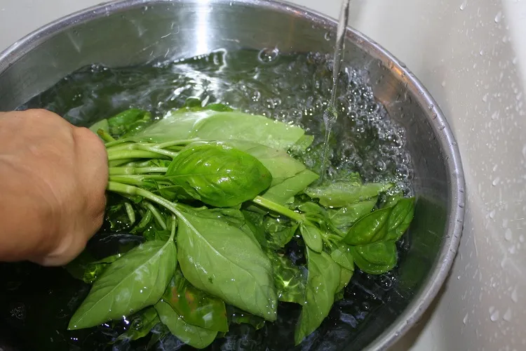 how to dry out basil from the garden wash the leaves