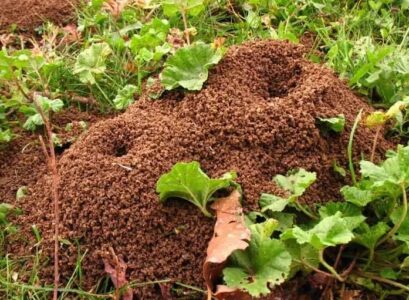 how to get rid of ants in garden naturally effective and proven tricks that actually work how to eliminate these annoying insects