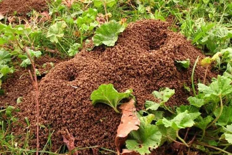 how to get rid of ants in garden naturally effective and proven tricks that actually work how to eliminate these annoying insects