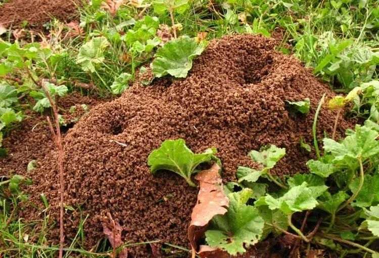 how to get rid of ants in garden naturally effective and proven tricks that actually work how to eliminate these annoying insects