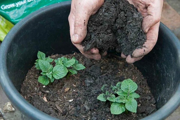 how to grow potatoes in containers water and fertilize regularly