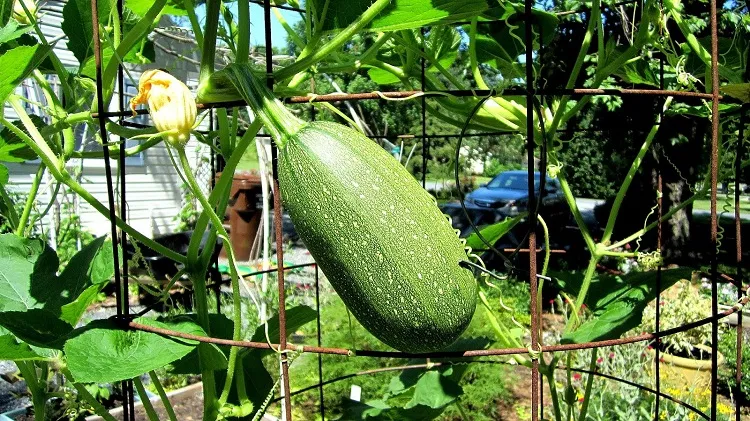 how to grow yellow squash vertically with a help of a fence