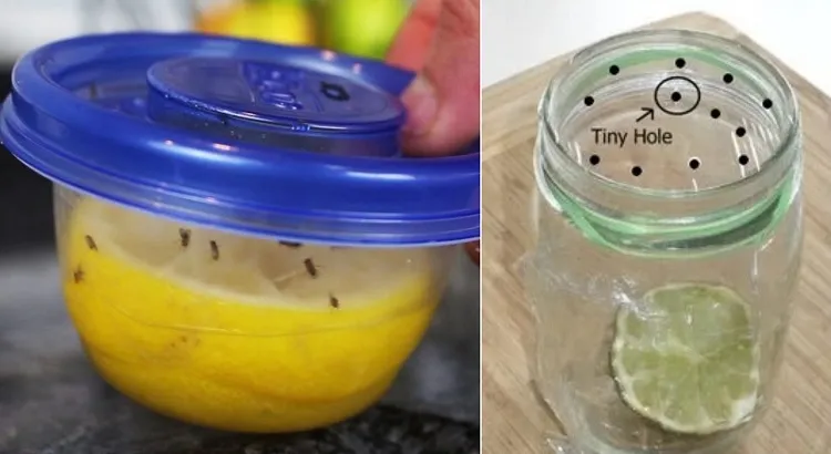 how to make a homemade fly trap for outside jar or a bowl with a plastic wrap with holes