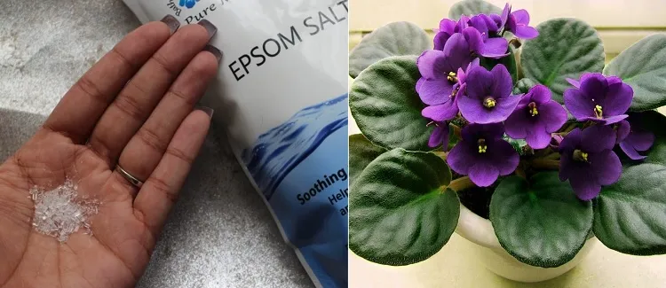 how to make natural fertilizer for indoor plants dissolve epsom salt in water