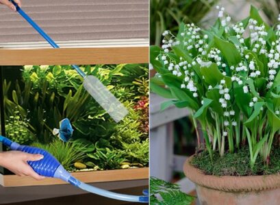 how to make natural fertilizer for indoor plants water from aquarium
