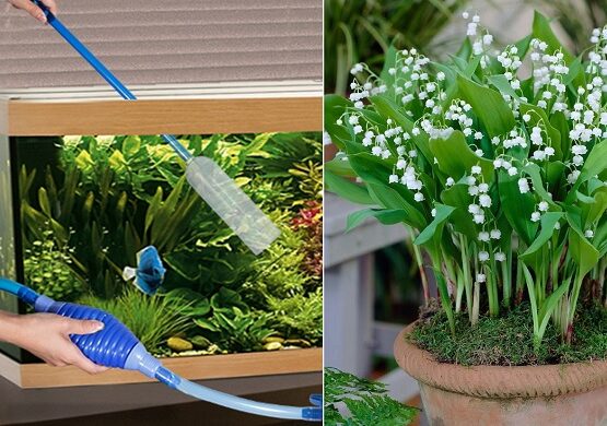 how to make natural fertilizer for indoor plants water from aquarium