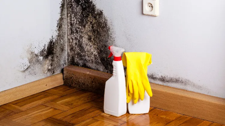 how to remove mold from walls permanently effective methods that actually work how to use non bleach approach the right equipment and gloves