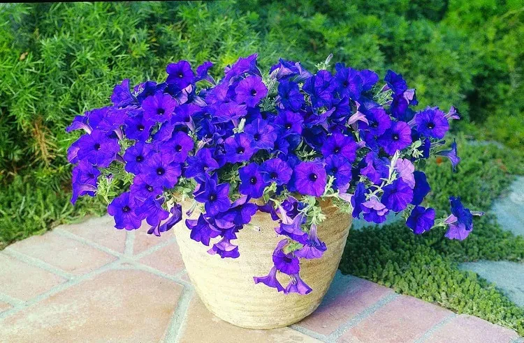 how to take care of petunias in the garden choose a spot with a full sunlight