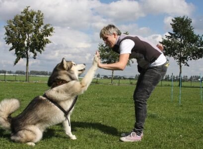 how to tire out a dog at night do some training exercises