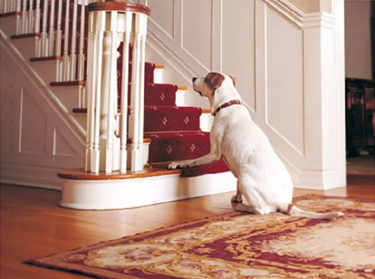 how to tire out a dog at night stimulate him to run upstairs and downstairs