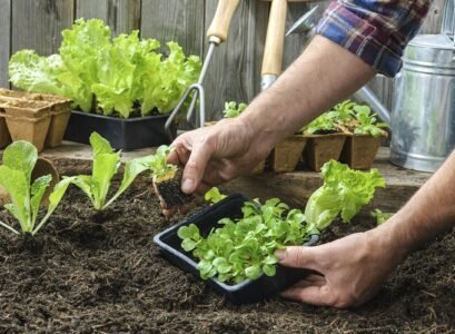 farmer planting young seedlings
