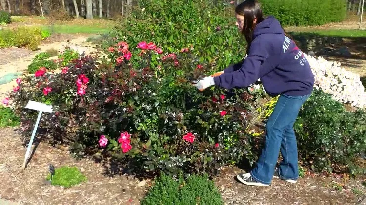 how to trim rose bushes in summer remove the damaged stems