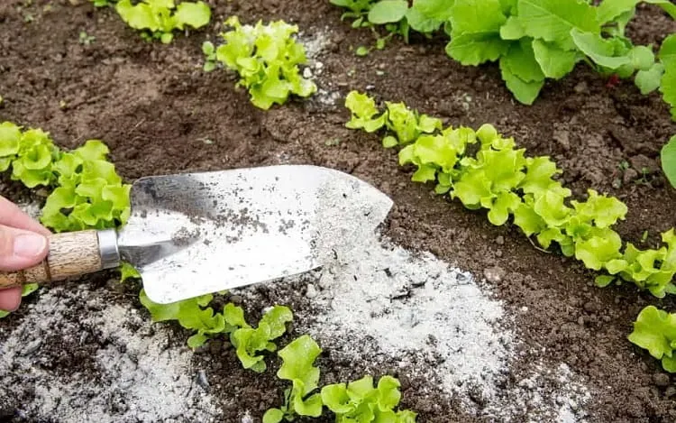 how to use wood ash in the garden