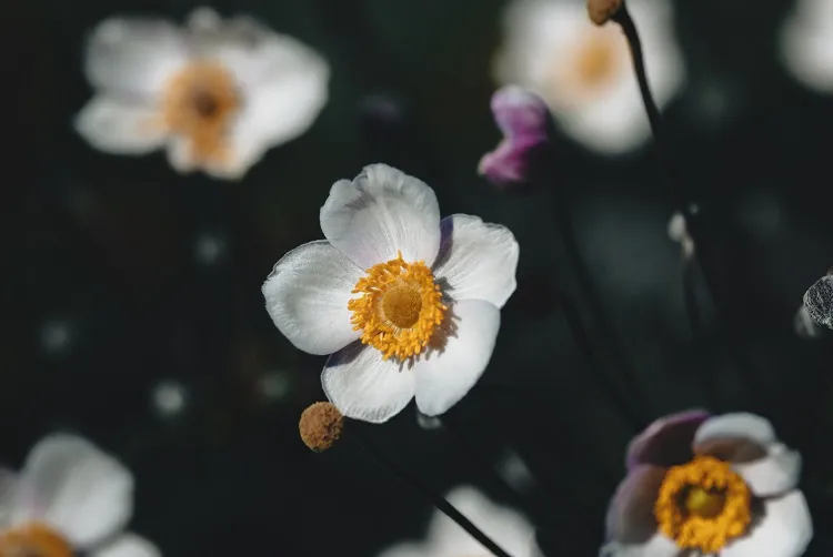 japanese anemone flowers shade loving perennial flowers add joy to the garden
