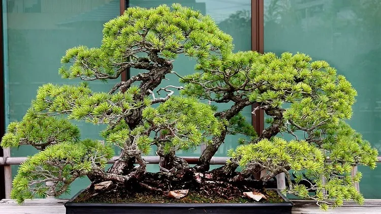juniper bonsai care place the container near some south sun lit winder