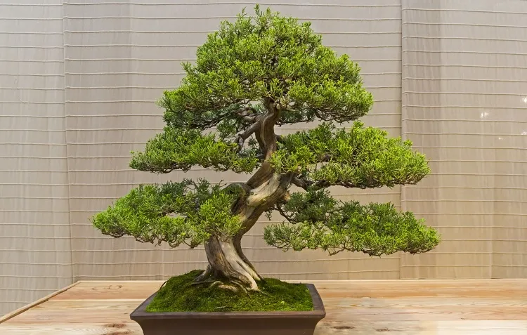 juniper bonsai indoors provide it with artificial led grow light