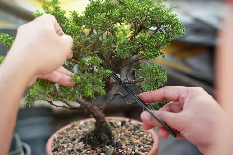 juniper bonsai indoors prune it removing the old and damaged leafs