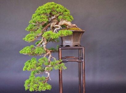 juniper bonsai styles prun it maintaining and keeping the desired form