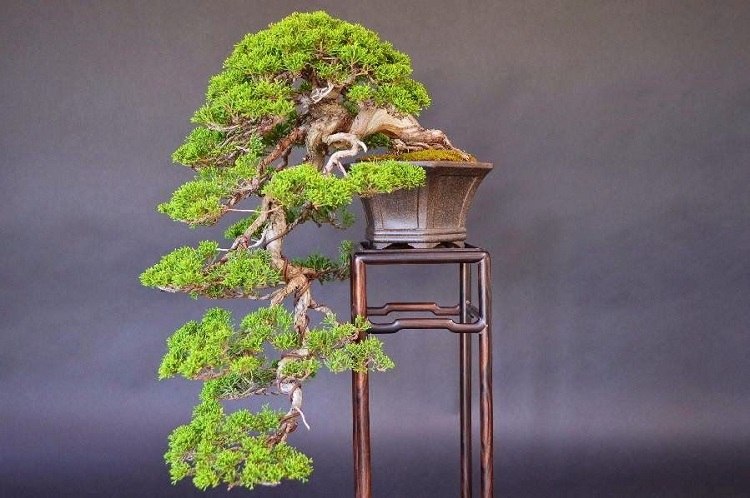 juniper bonsai styles prun it maintaining and keeping the desired form