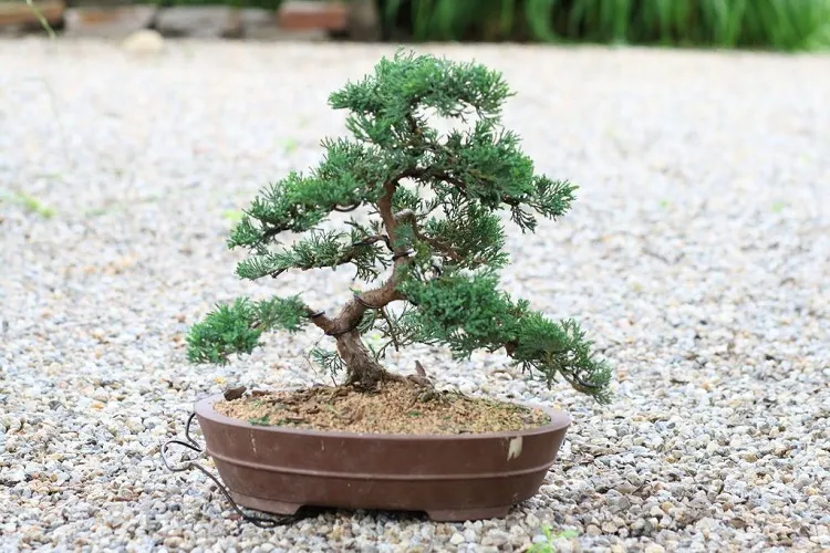 juniper bonsai tree it feels ideally beeing placed often in your garden