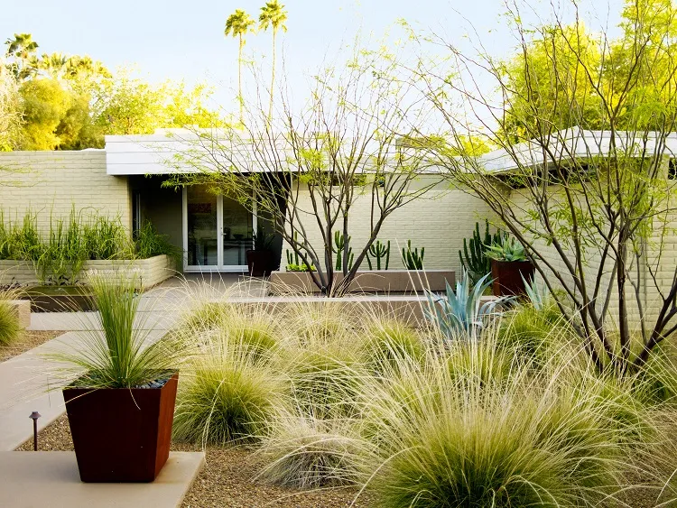 landscaping ideas for desert front yard plant decorative grasses