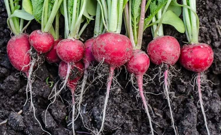 local radishes what to saw in a drought resistant vegetable garden