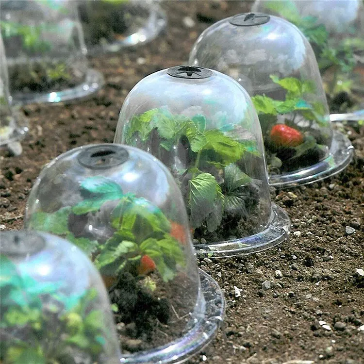 mini greenhouse effect with glass or plastic protecting plants in cold weather
