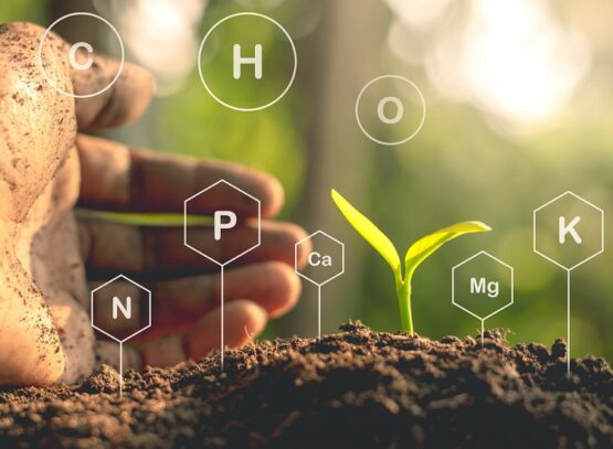 organic gypsum for soil makes easier for the nutritious elements to reach the plants
