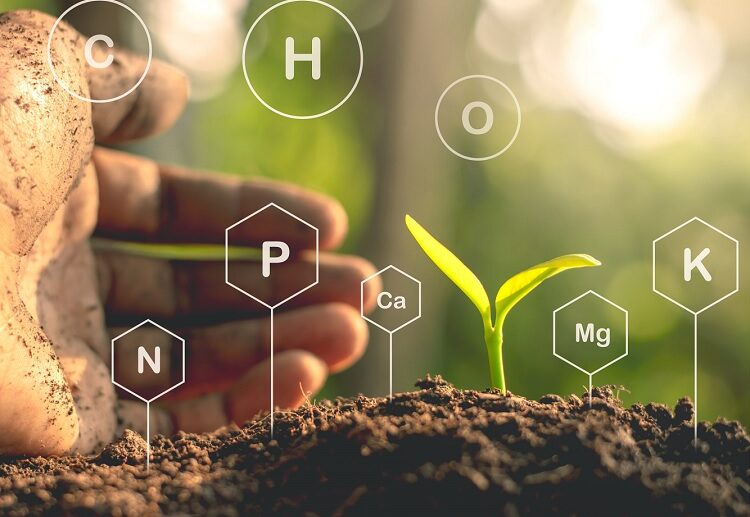 organic gypsum for soil makes easier for the nutritious elements to reach the plants