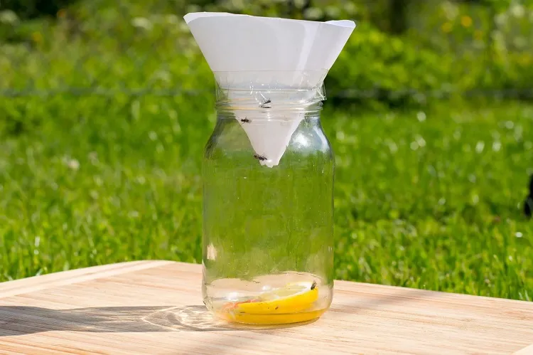 outdoor homemade fly trap with a ripe or rotten fruit
