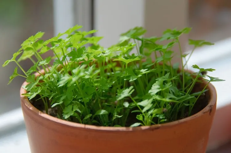parsley grown in a pot diy indoor herb garden ideas