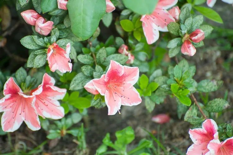 pink flower azalea shade loving perennial bushes