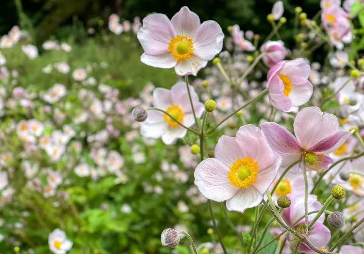 pink flowers of japanese anemon shade loving perennials flowers for all the summer months