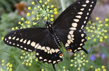 plants that attract black swallowtail butterflies dill and parsley