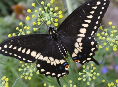 plants that attract black swallowtail butterflies dill and parsley