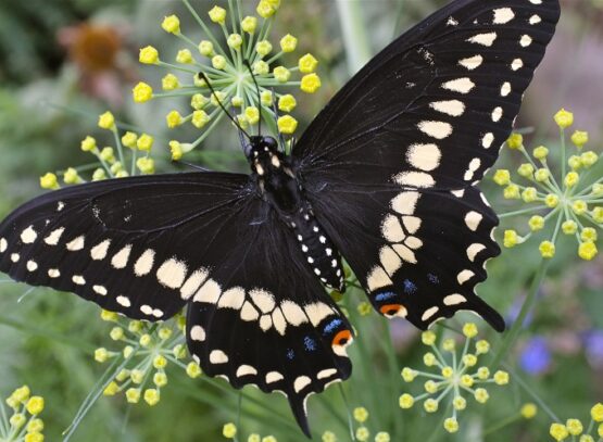 plants that attract black swallowtail butterflies dill and parsley