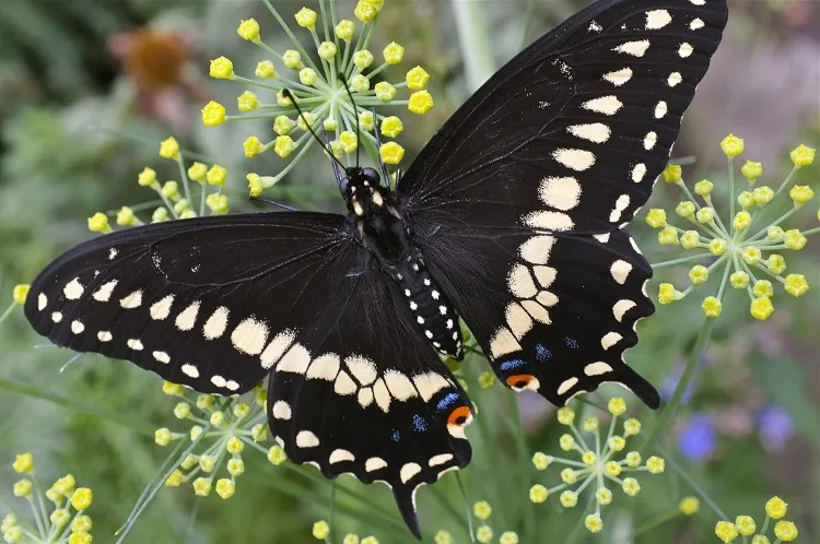 plants that attract black swallowtail butterflies dill