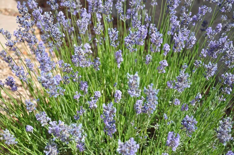 plants that keep away flies lavender with a strong scent