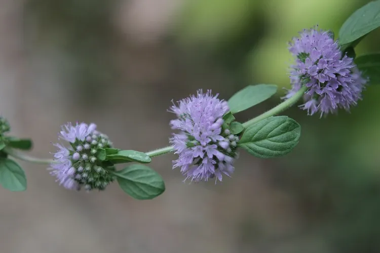 plants that keep flying insects away pennyroyal