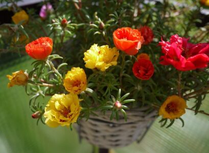 portulaca summer hanging basket flowers all summer long