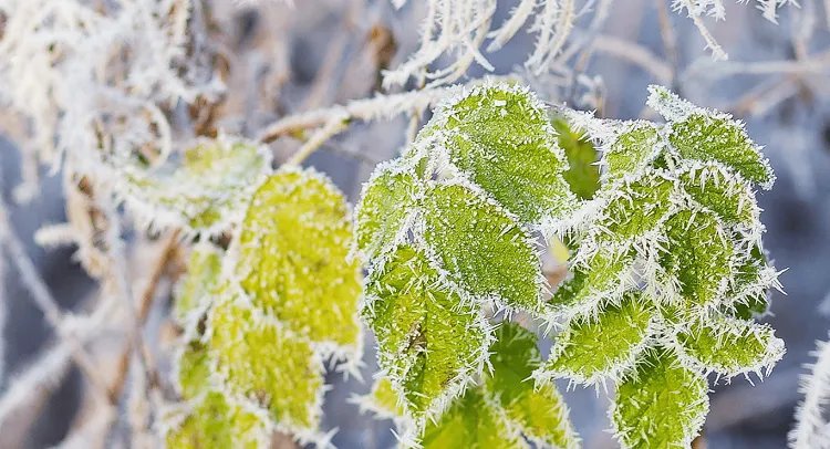 protect plants during chilly overnight weather give them a shelter against frost