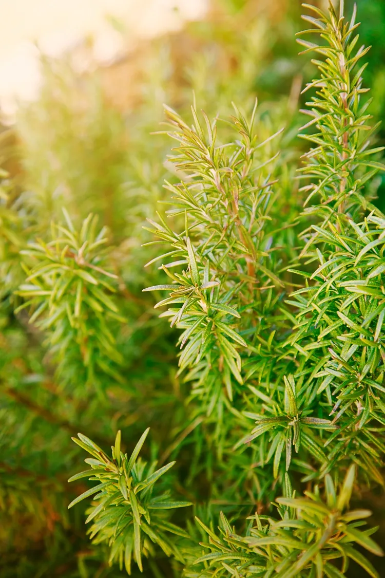rosemary plants that keep flying insects away with an odor