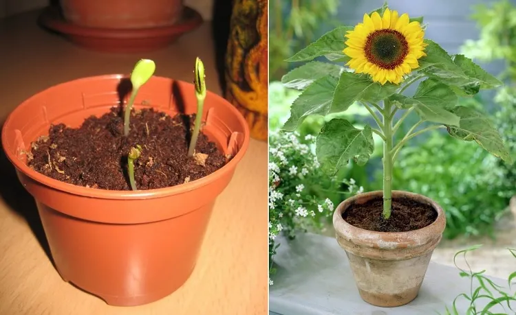 seeding sunflowers indoors take a deep and wide large pot